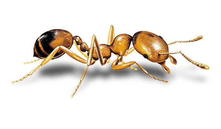 Obrázok mraveniska